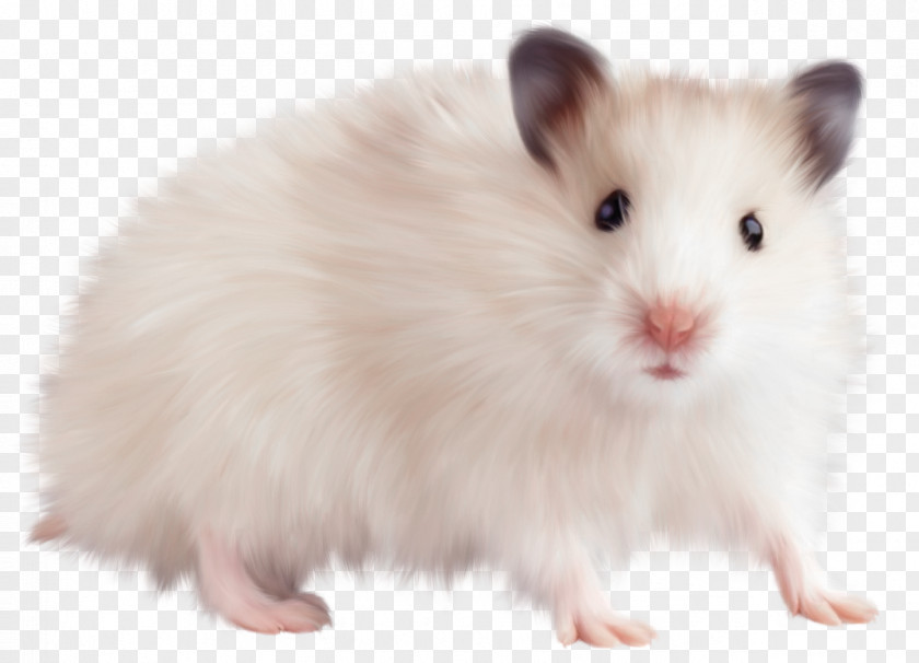 ANIMAl Computer Mouse Brown Rat Pointer PNG