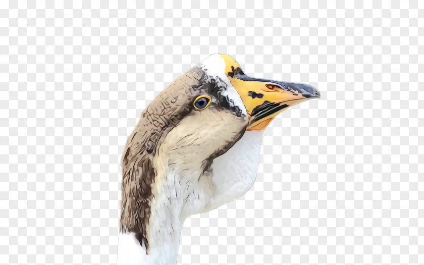 Animal Figure Beak Bird PNG