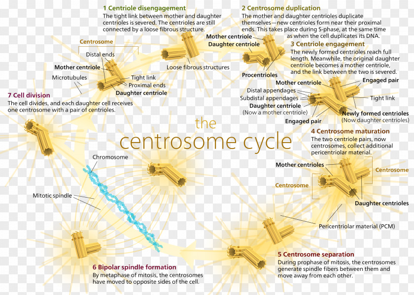 Centrosome And Centriole Cycle Microtubule Organizing Center PNG