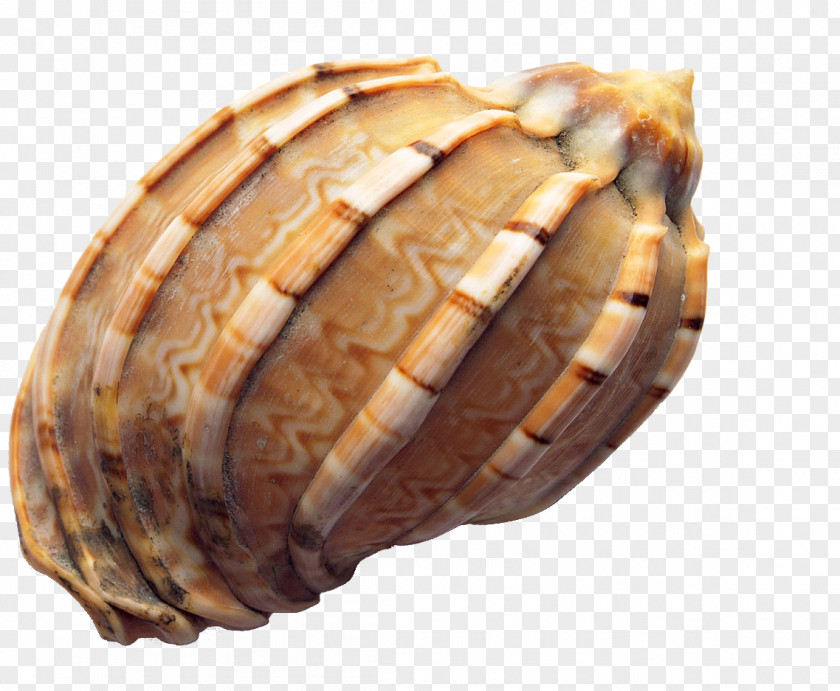 Conch Seashell Icon PNG