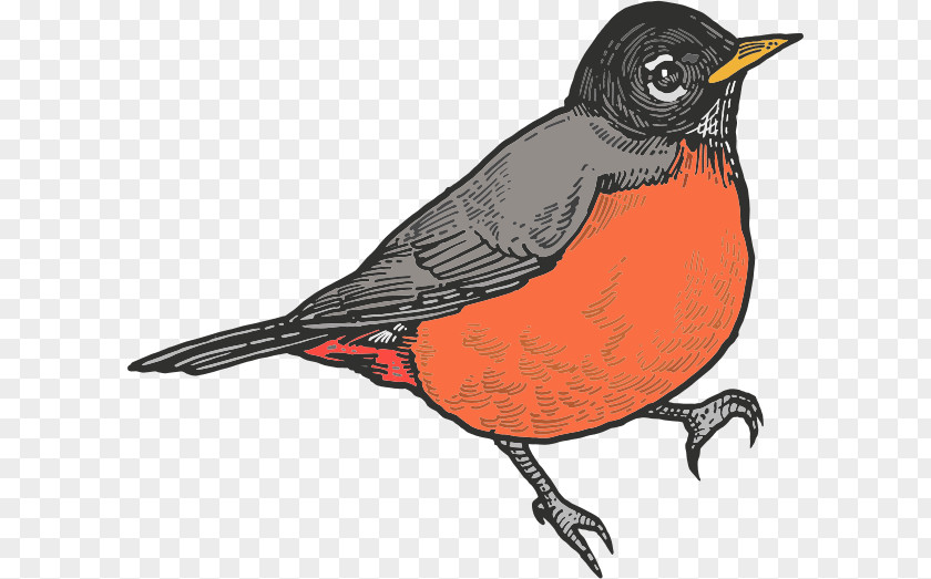 Finch Perching Bird Robin PNG