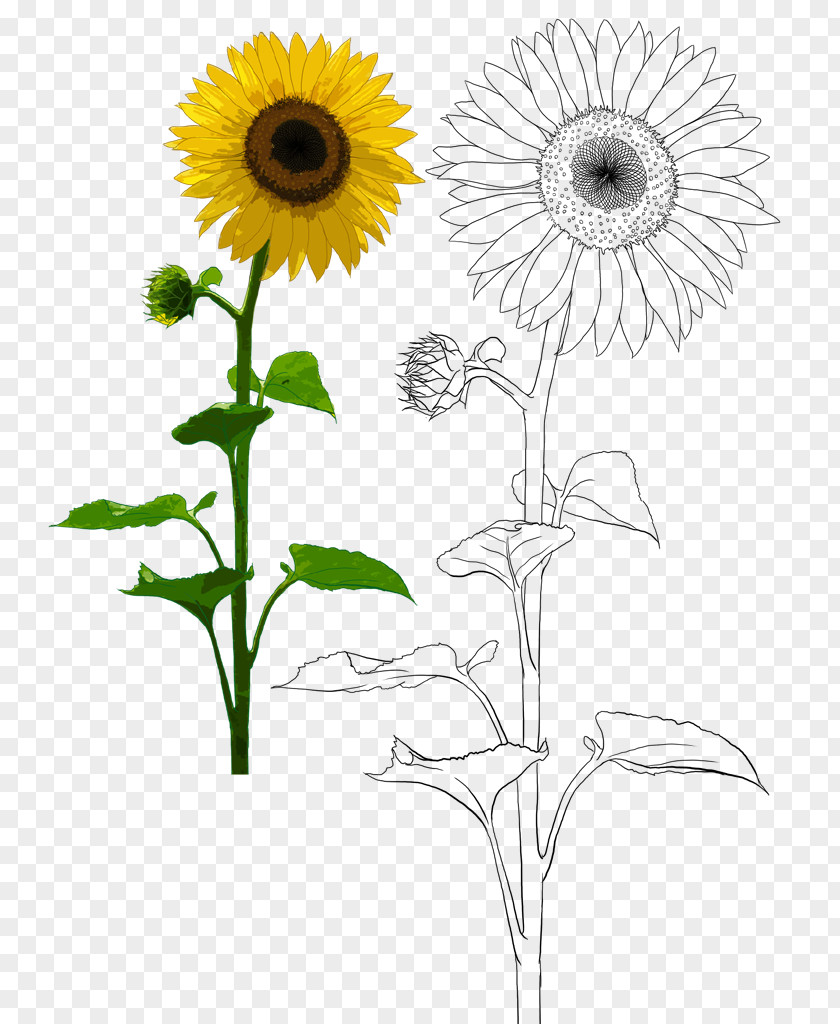 Hand-painted Sunflower Common Plant Oil PNG