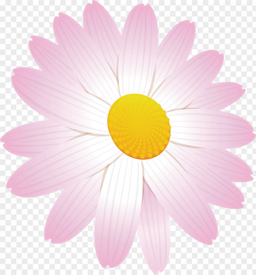 Marguerite Flower Spring PNG