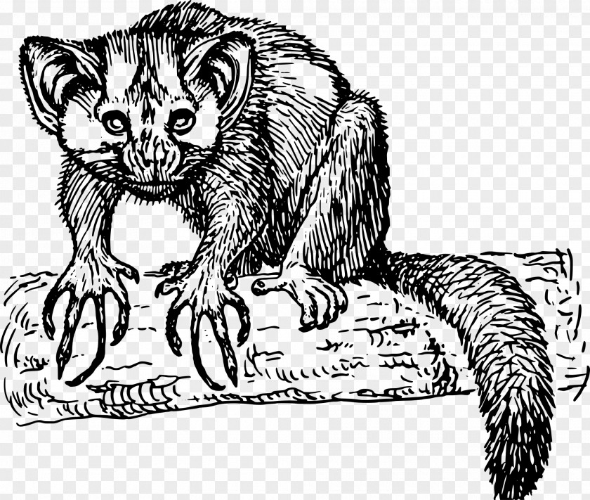 Mink Clipart Lemur Aye-aye Clip Art PNG