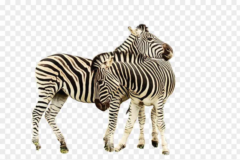 Quagga Snout Zebra Terrestrial Animal Wildlife Figure PNG