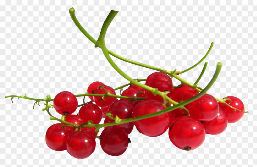 Redcurrant Frutti Di Bosco Zante Currant Cranberry Fruit PNG