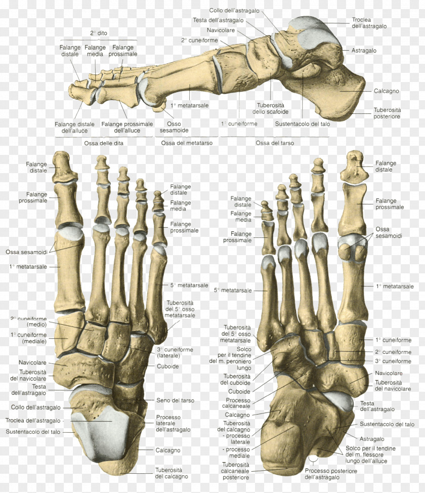 Skeleton Finger Bone Foot Human Anatomy PNG