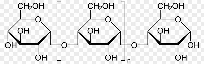 Amylose Amylopectin Starch Branching Glucose PNG