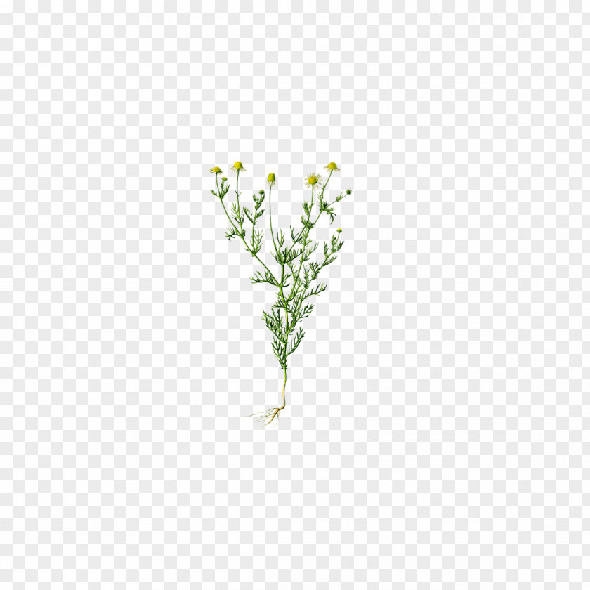 Chrysanthemum Chamomile: Industrial Profiles German Chamomile Medicinal Plants Pattern PNG