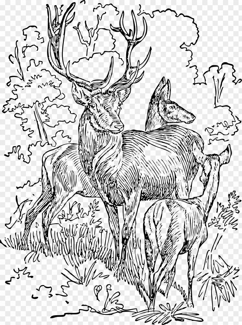 Deer Drawing Graphic Arts Clip Art PNG