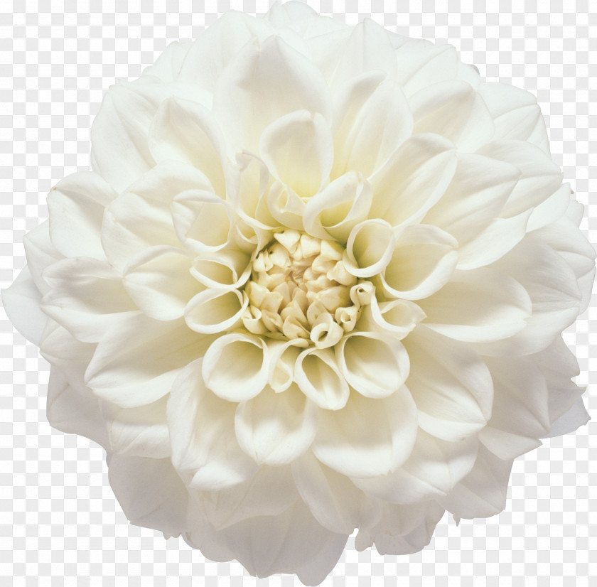 Gerbera Flower White Photography Clip Art PNG