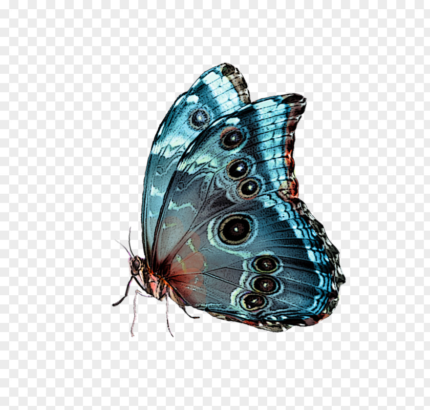 Papillon Butterfly Blue PNG