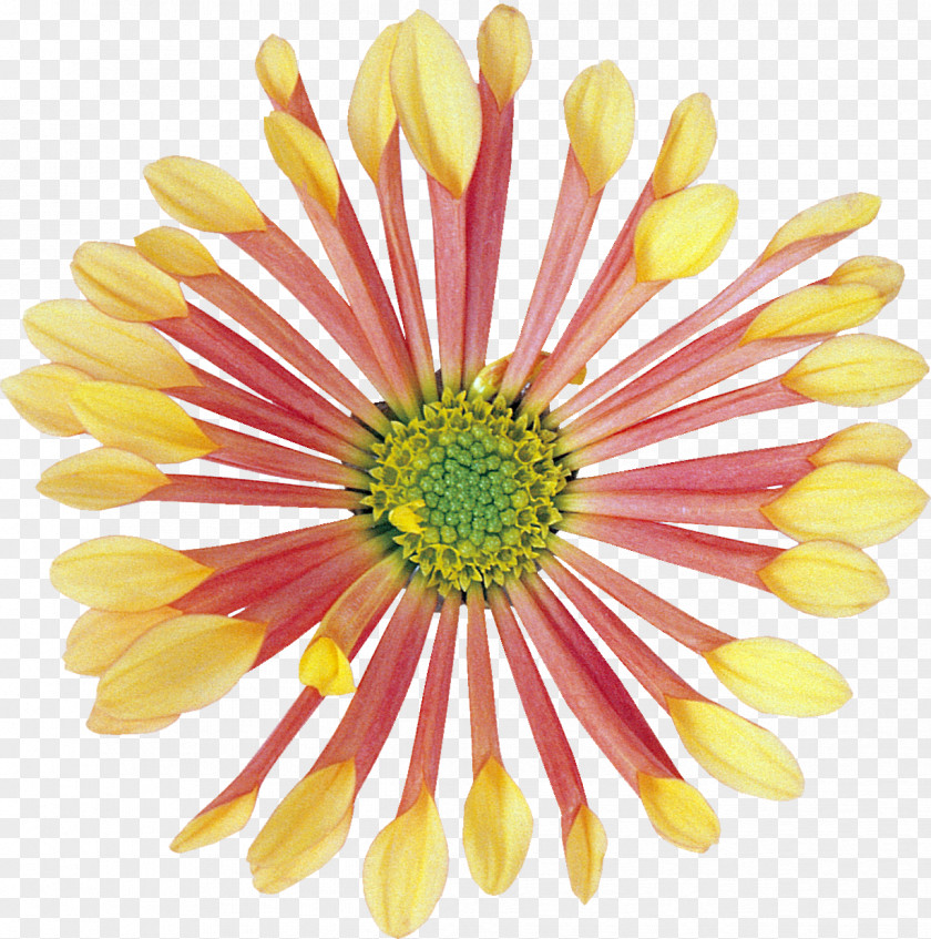 Dahlia Cut Flowers Yellow Clip Art PNG