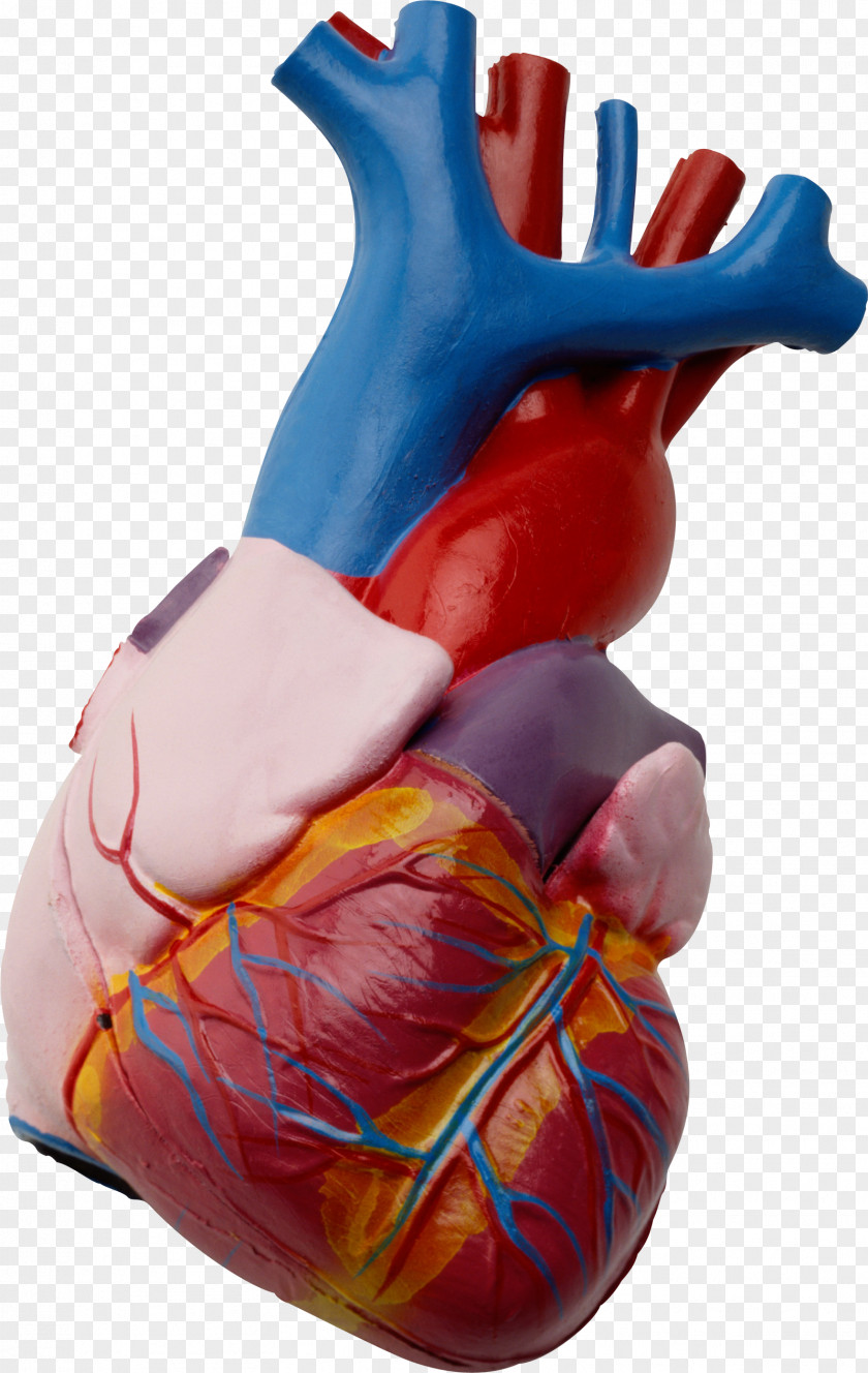 Heart Human Anatomy Beta Blocker Body PNG