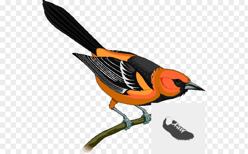 Bullock's Oriole Baltimore Orioles Royalty-free Clip Art PNG