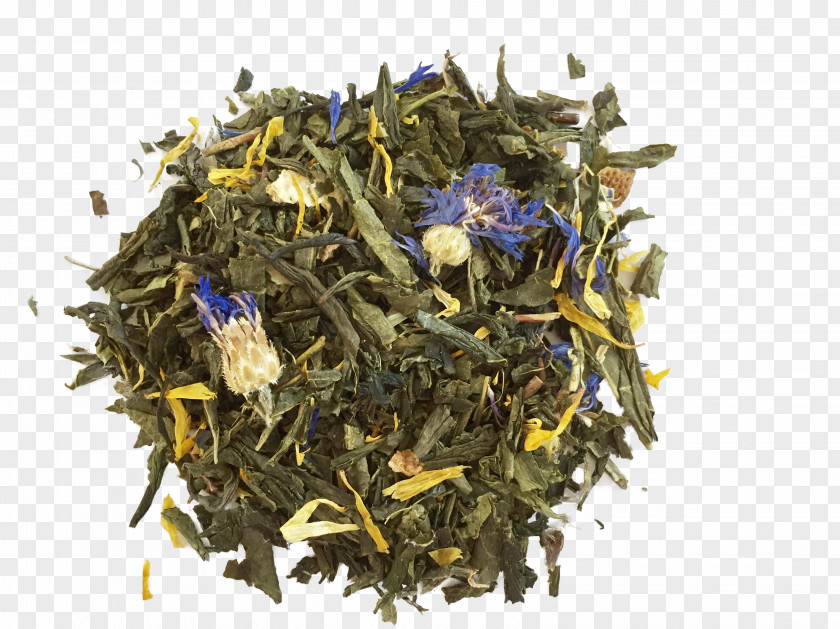 Genmaicha Nilgiri Tea Sencha Plant PNG