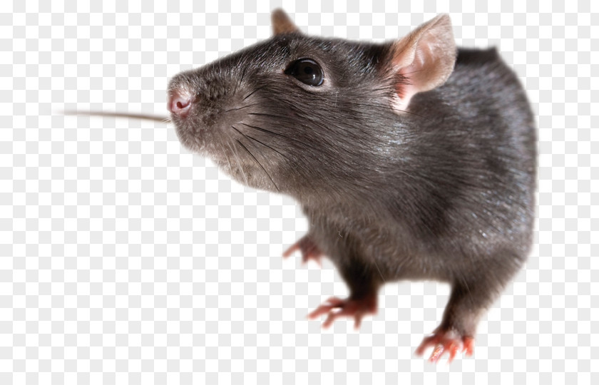 Mouse, Rat Image Brown Mouse Rodent Black PNG