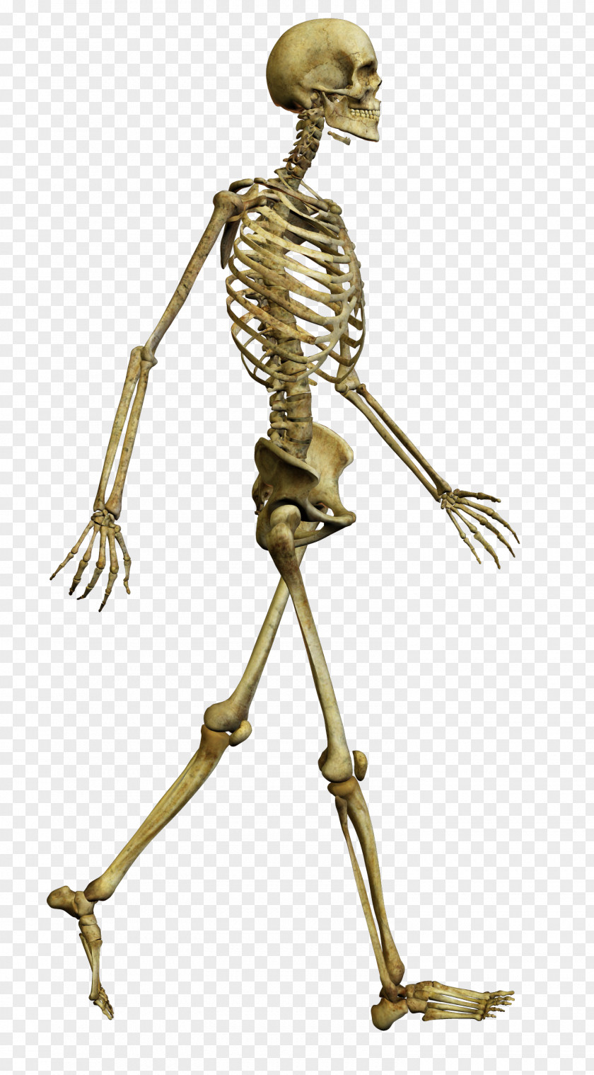 Walking Skeleton Human Bone Skull Body PNG
