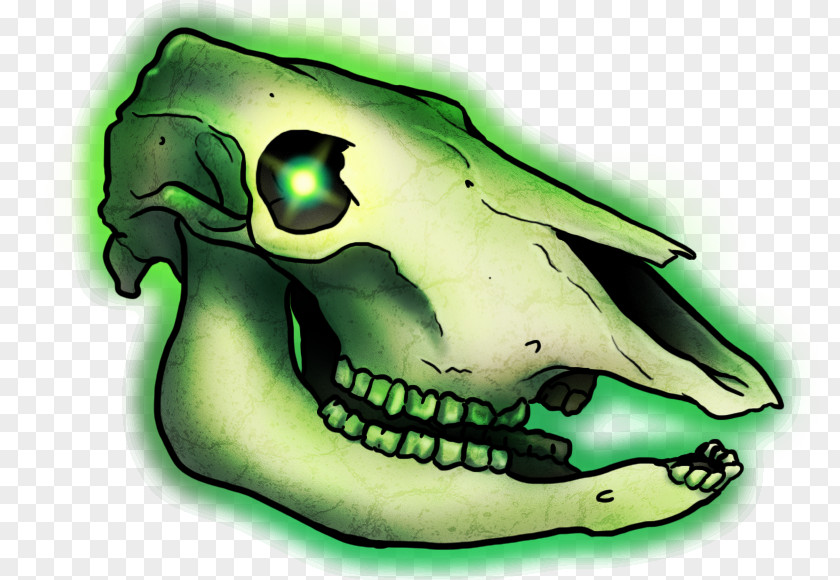Amphibian Reptile Skull PNG