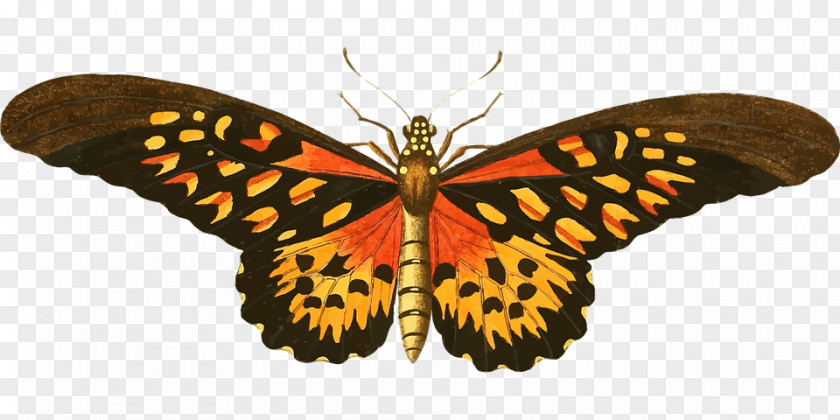 Butterfly Insect Image Clip Art PNG