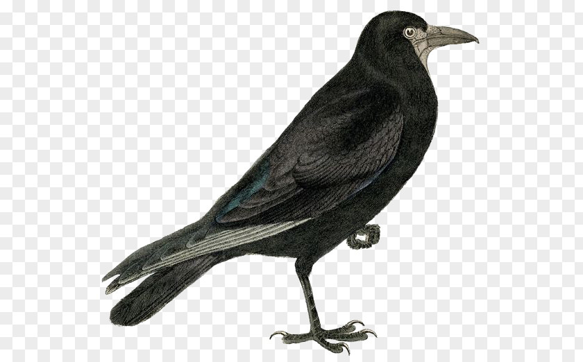 Crow Rook Common Raven Bird Clip Art PNG