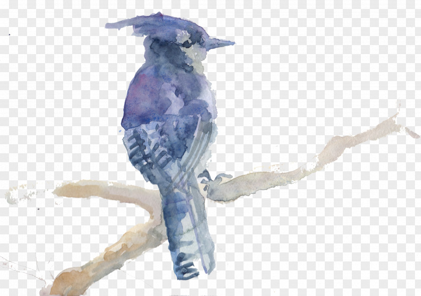 Fox Watercolor Blue Jay Bird Drawing Clip Art Beak PNG