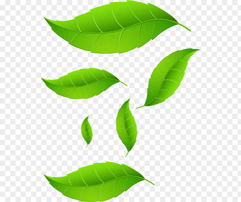 Hajj Leaf Plant Stem PNG