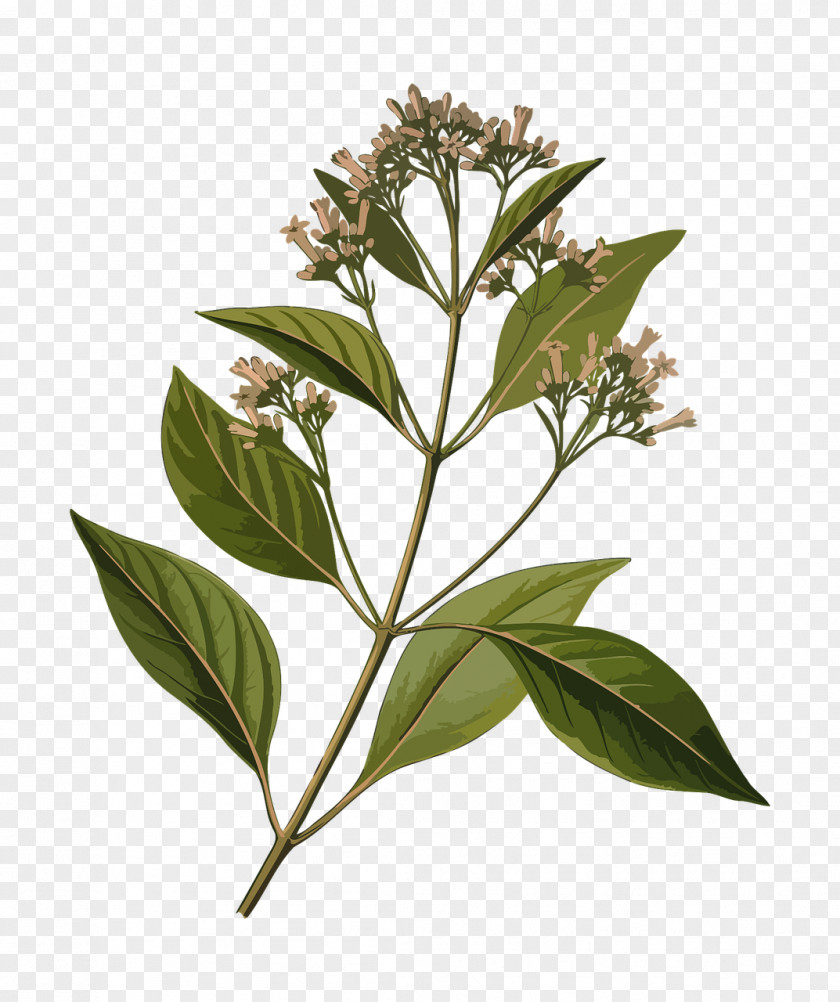 Herbal Köhler's Medicinal Plants Quinine Cinchona Pubescens Medicine PNG