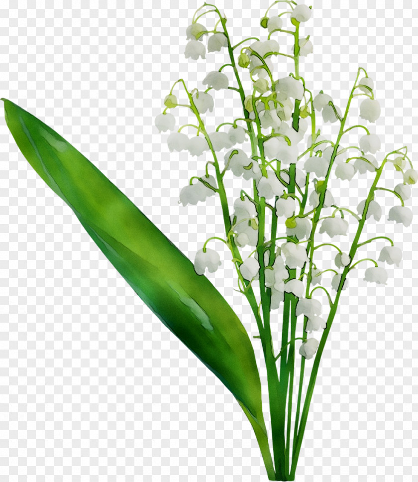 Leaf Plant Stem Herb Plants PNG