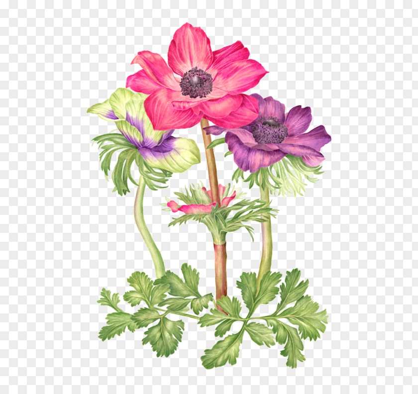 Painting Watercolor Watercolour Flowers PNG