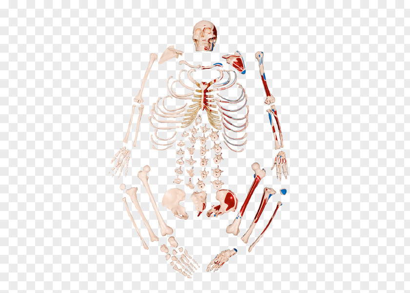 Skeleton Human Anatomy Bone Inserção Muscular PNG