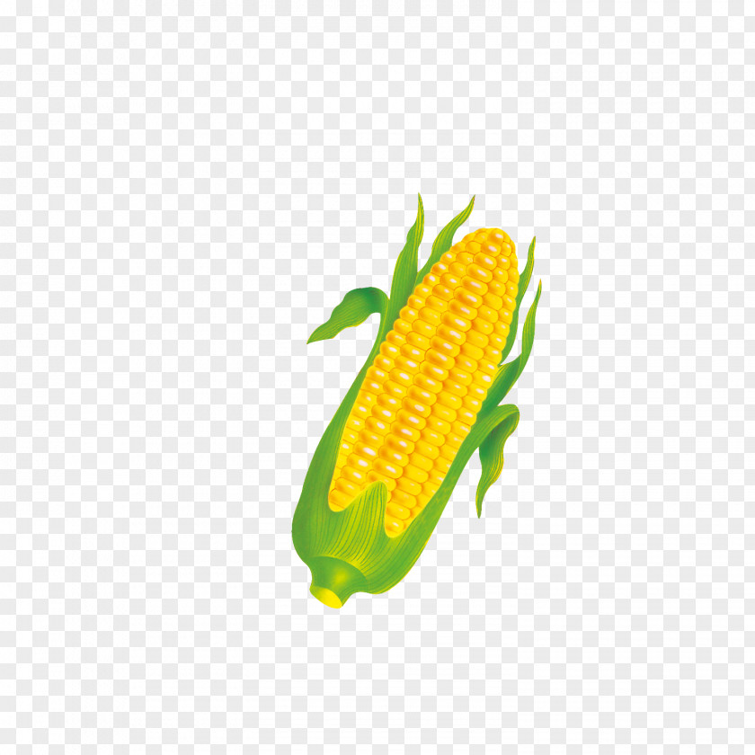 Corn On The Cob Sweet Commodity Orange PNG