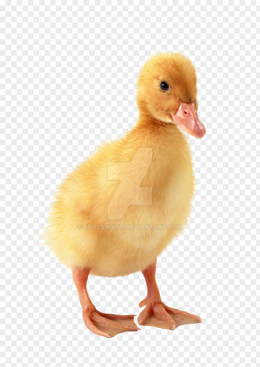Duck Duckling Baby PNG
