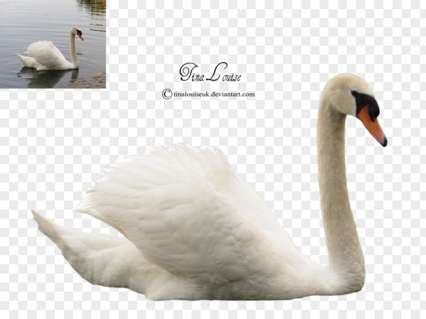 Swan Cygnini Duck Bird PNG