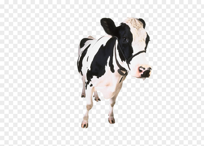 Apple App Store Dairy Cattle Screenshot PNG