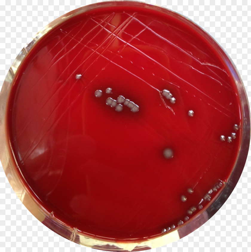 Blood Staphylococcus Aureus Agar Sang Plate Epidermidis PNG