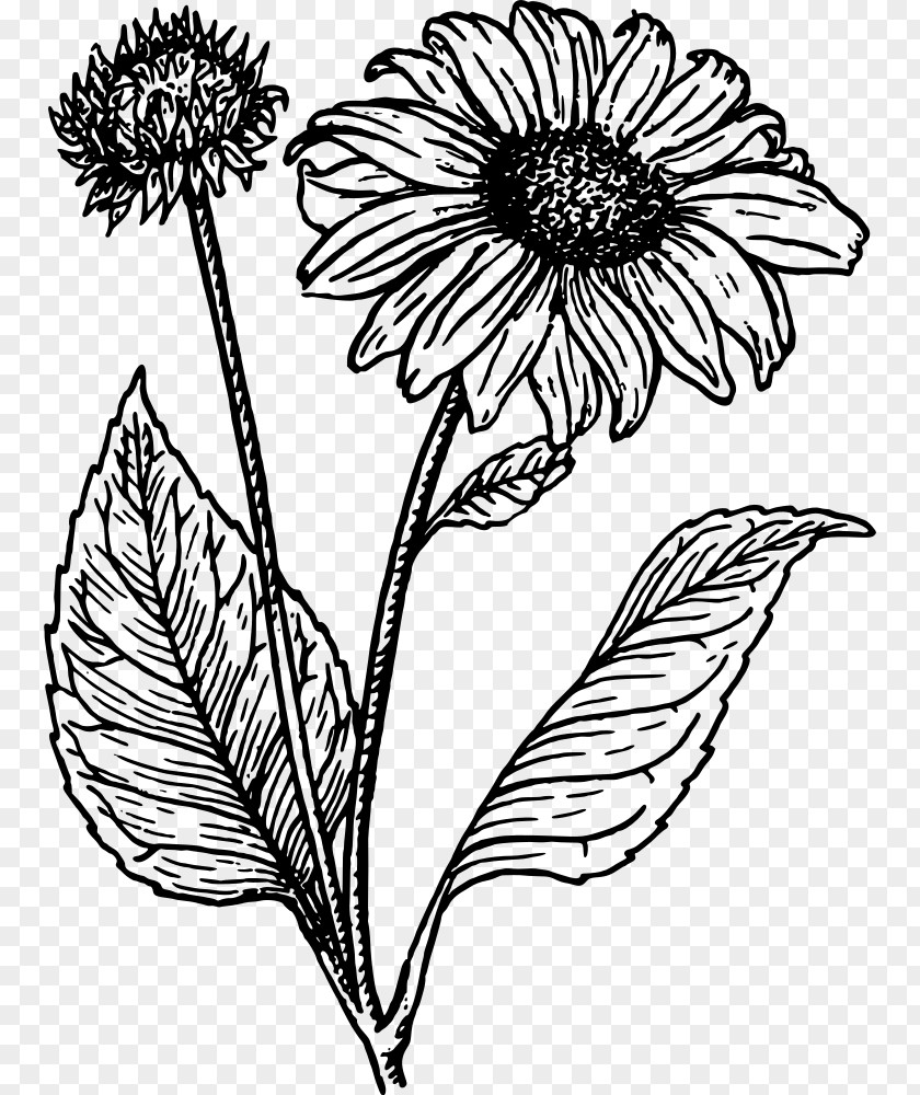 Flower Common Sunflower Line Art Drawing Clip PNG
