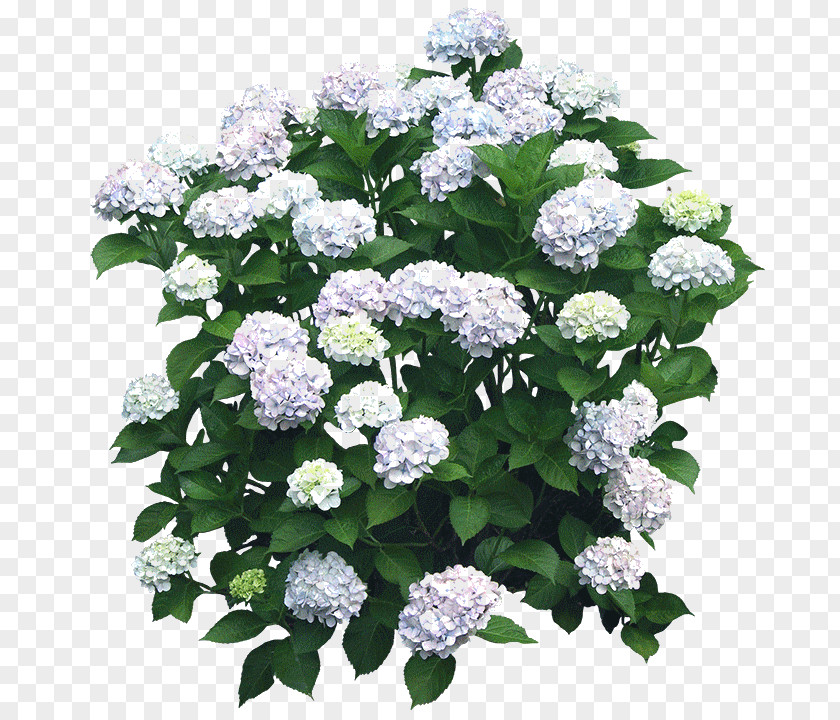 Hydrangea Flower Garden Shrub French Tree PNG