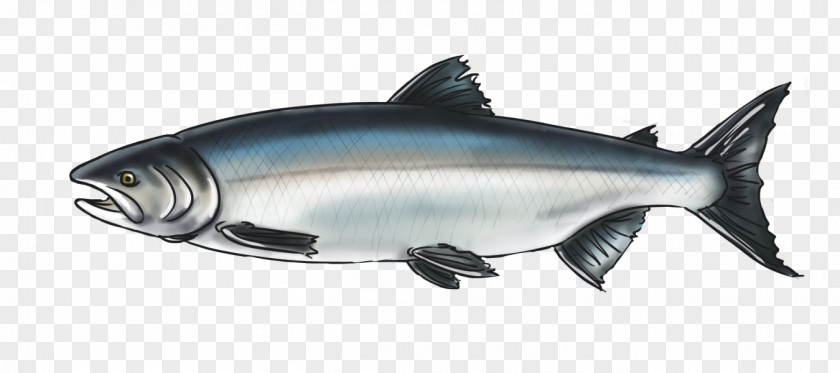 King Salmon Squaliform Sharks 09777 Marine Biology Oily Fish PNG