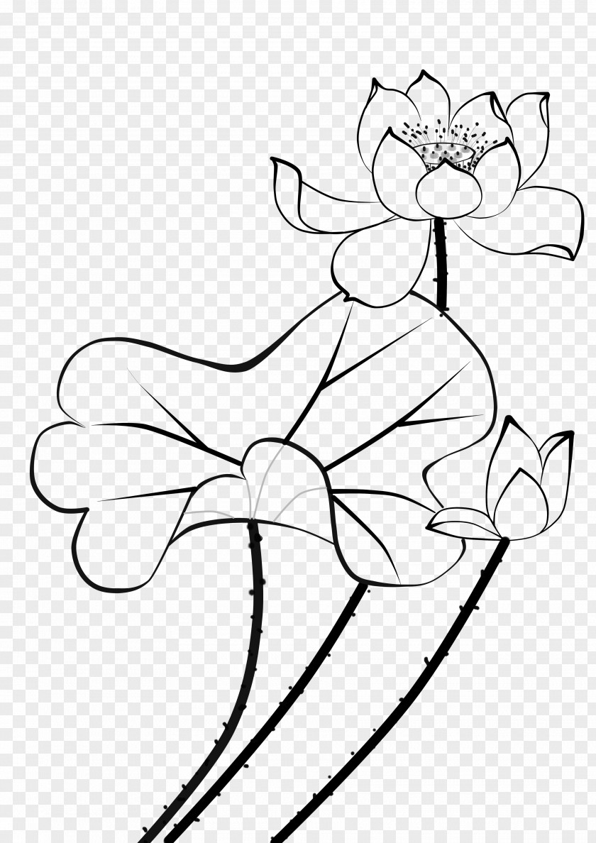 Lotus Graphic Design Nelumbo Nucifera Water Lilies Flower Stroke Petal PNG