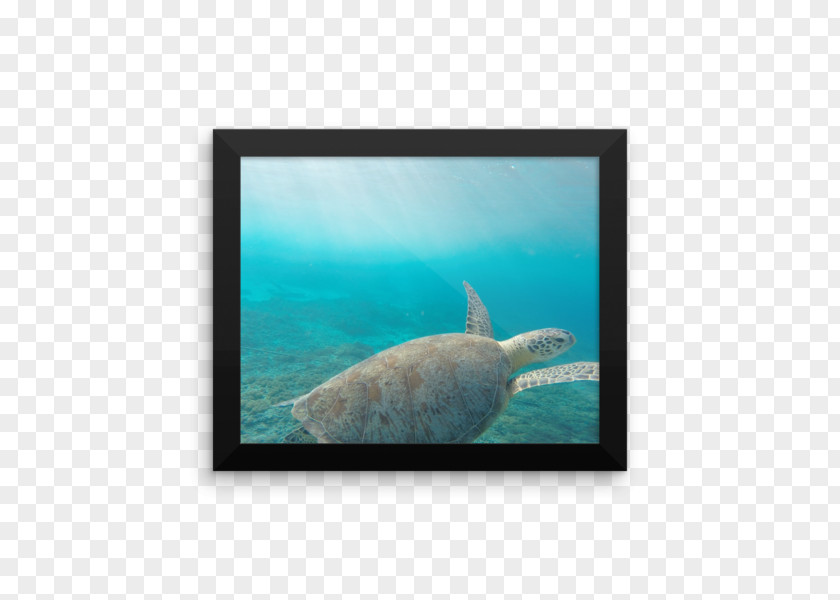Marine Mammal Biology Underwater Ocean PNG