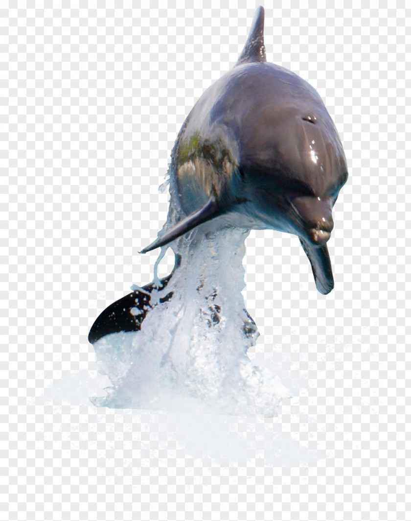 Dolphin Common Bottlenose Short-beaked Tucuxi Wholphin Porpoise PNG