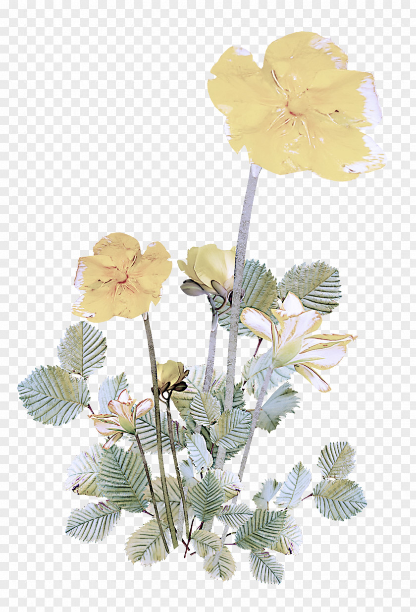 Geranium Wildflower Flower Plant Flowering Yellow Petal PNG