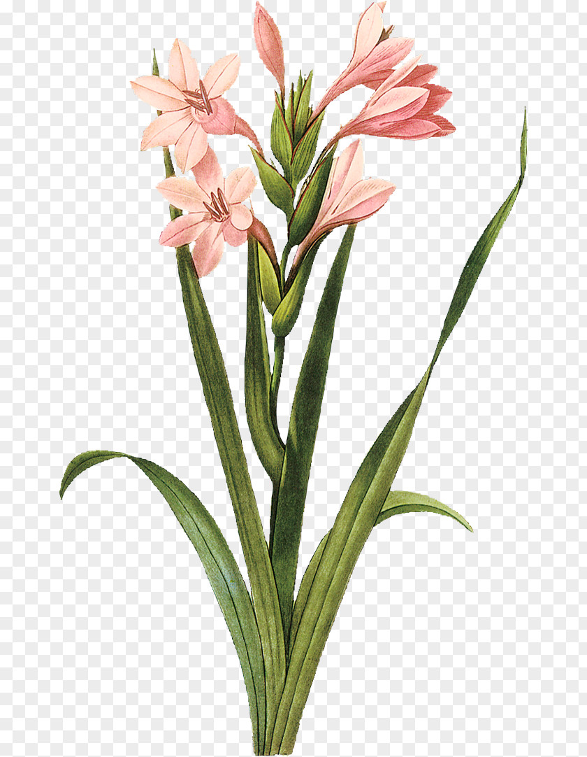 Gladiolus Botanical Illustration Botany Art PNG