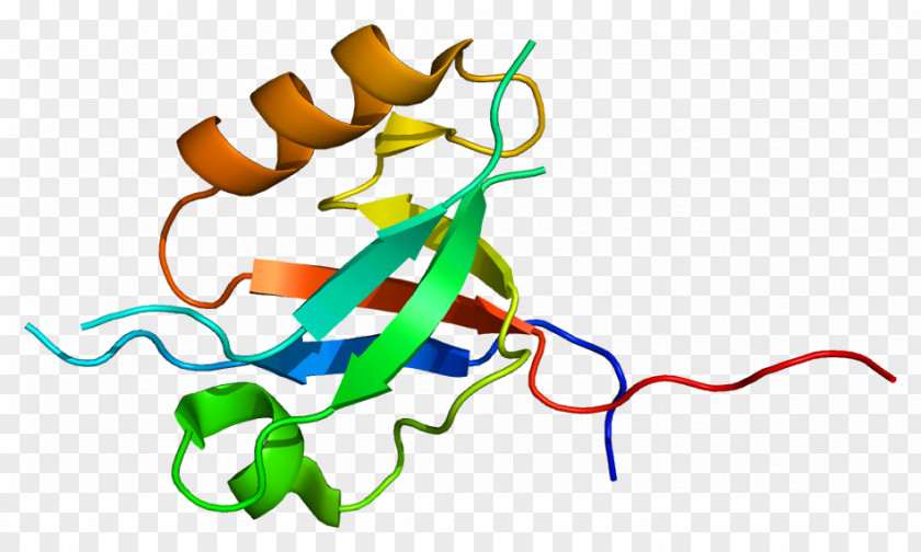 MPDZ PDZ Domain Protein Syntrophin PNG
