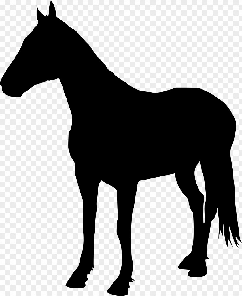 5 American Quarter Horse Stallion Pony Halter Silhouette PNG