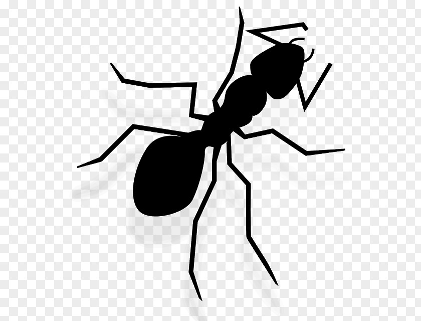 Ant Insect Clip Art Illustration Image PNG