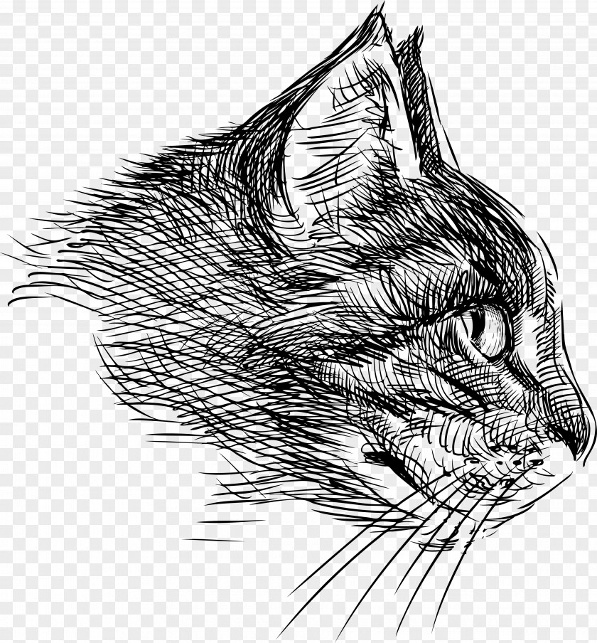 Cat Head Drawing PNG