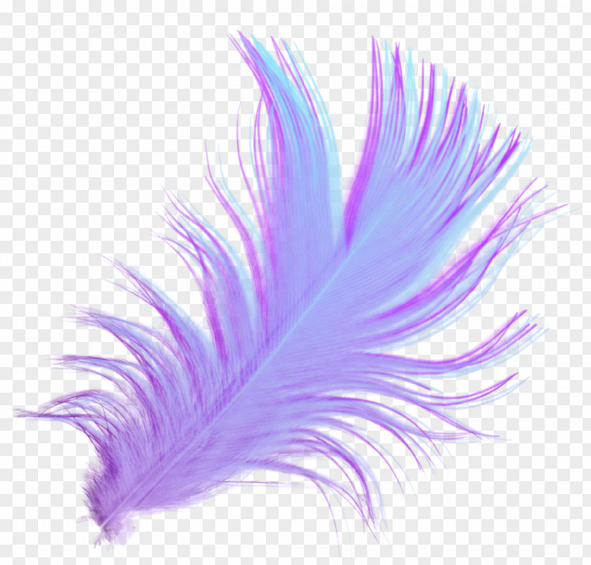 Feather Painting Transparent Background Download Desktop Wallpaper Drawing PNG