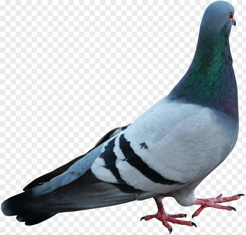Pigeons 12 0 1 Stock Dove Bird Beak Feather PNG
